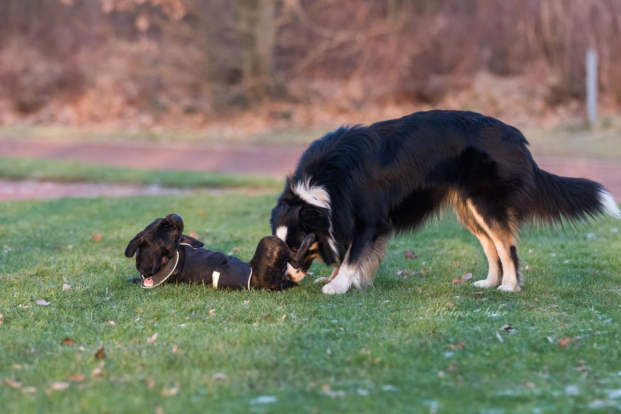 Bild 10 - Hundeshooting